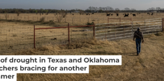 A farmer near Quemado, Texas, prepares to take hay to cattle amid the drought in June 2022. Brandon Bell/Getty Images